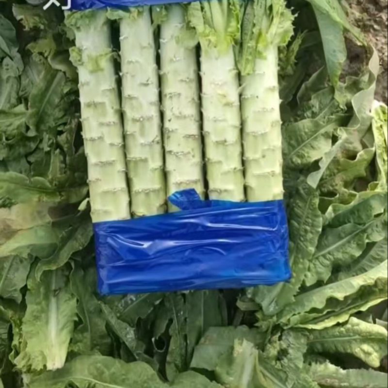 红皮莴笋
