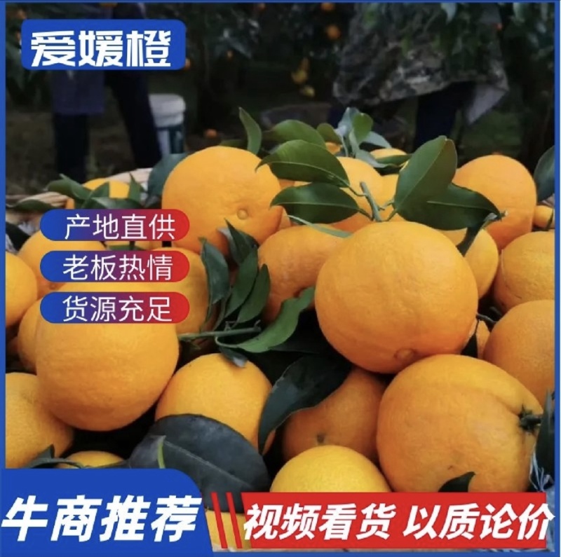 【爱媛果冻橙】产地直发，货源充足，保质保量四川橙子
