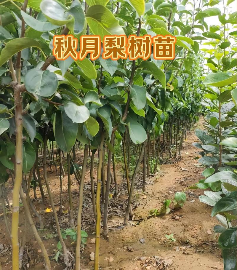 果园直发梨树苗秋月梨金秋蜜梨金果梨树苗包品种成活率