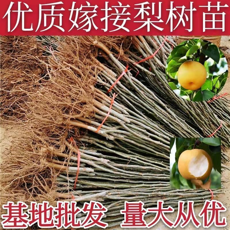 果园直发梨树苗秋月梨金秋蜜梨金果梨树苗包品种成活率