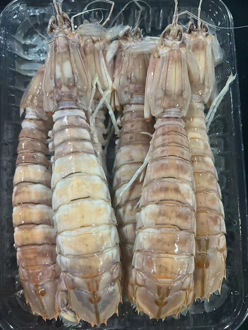 北海活煮皮皮虾5-78-10