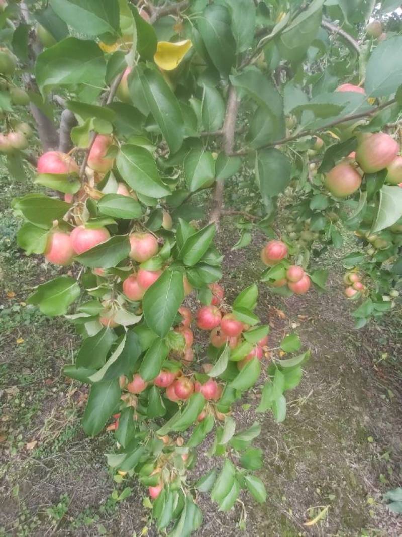 123小苹果，小苹果，大量有货，自然成熟