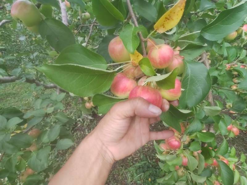 123小苹果，小苹果，大量有货，自然成熟