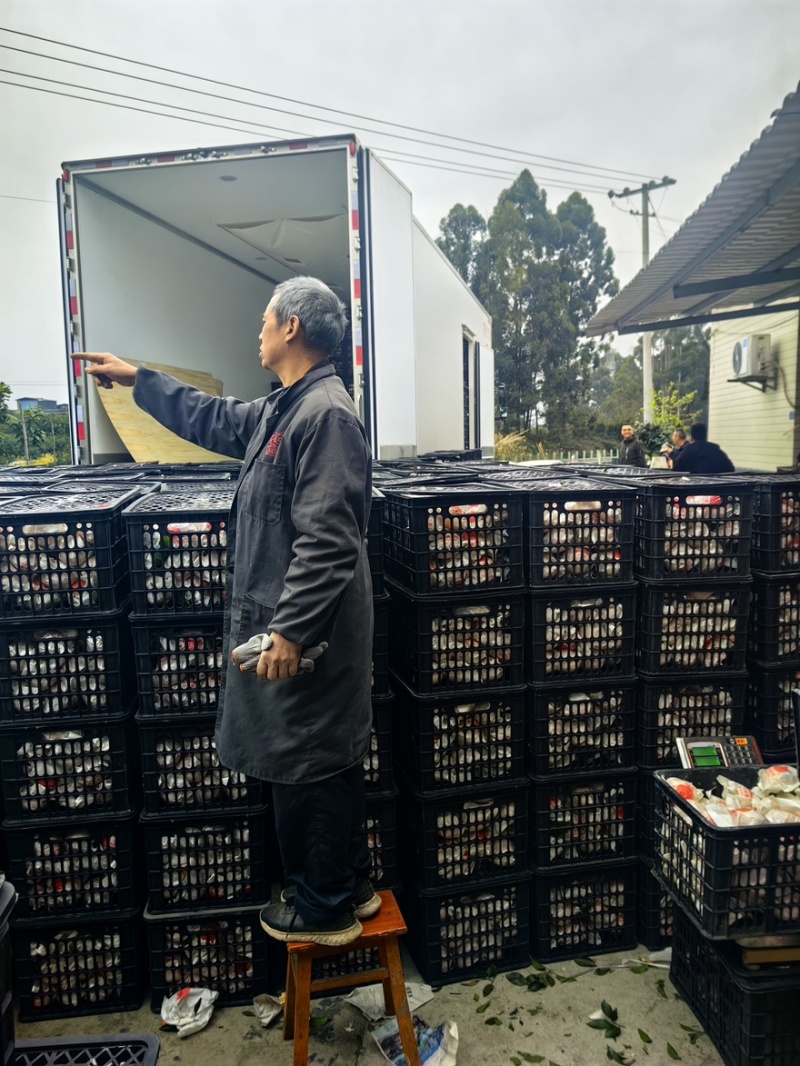 爱媛果冻橙四川爱媛产地直发，果园现采现摘
