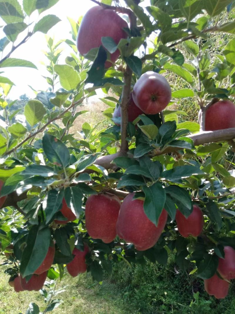 甘肃秦安大山深处的高山精品花牛已上市