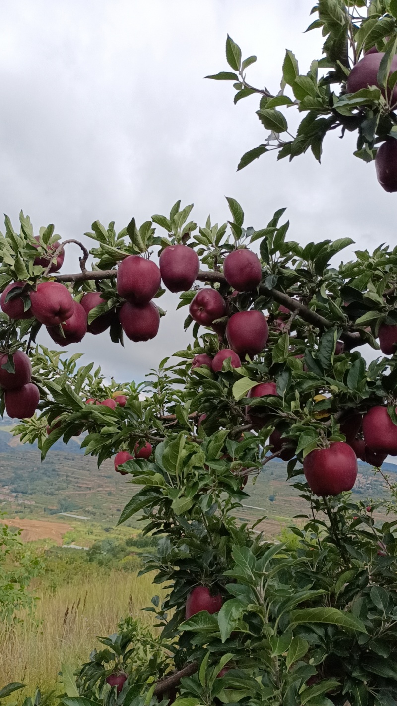 甘肃秦安大山深处的高山精品花牛已上市
