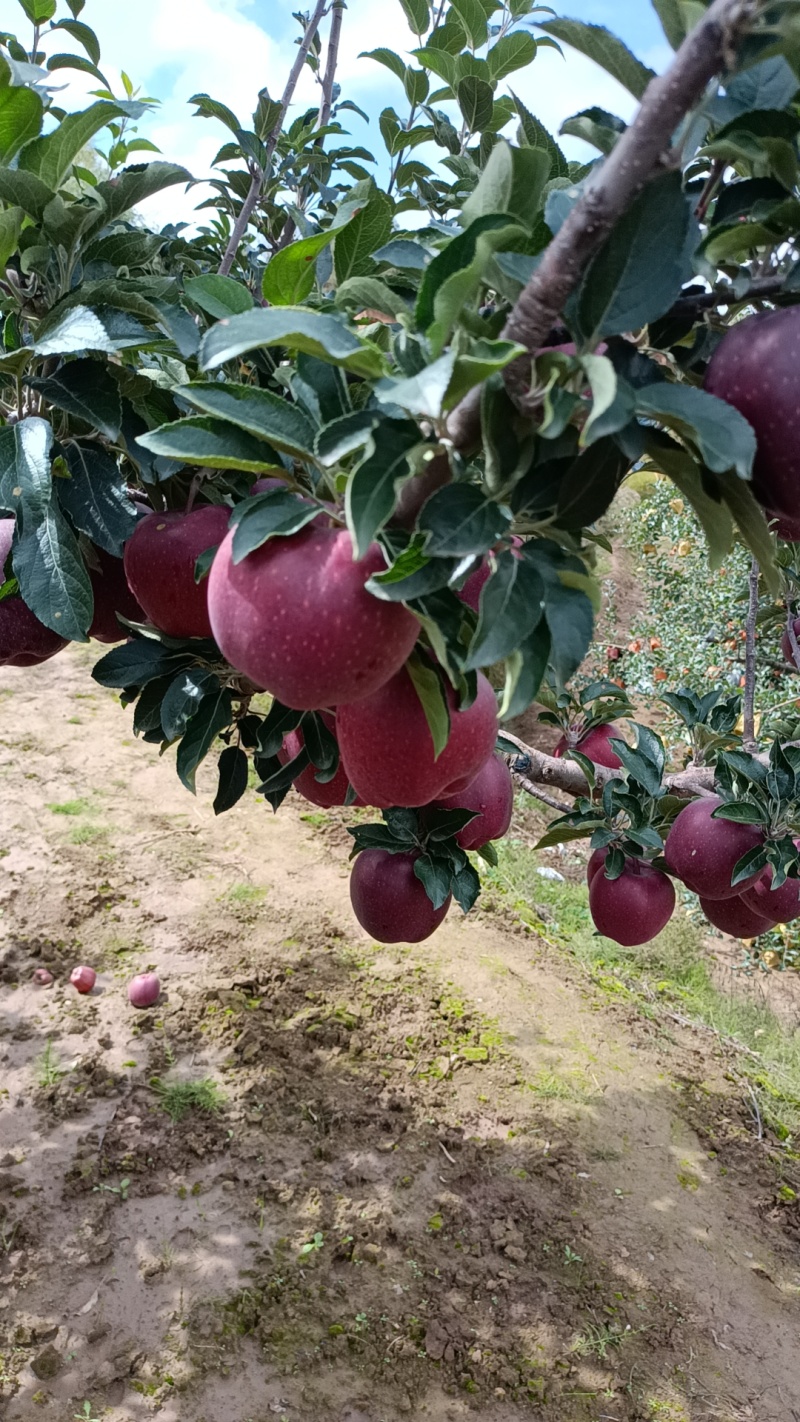 甘肃秦安大山深处的高山精品花牛已上市