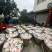 四川眉山丹棱耙耙柑产地直发，代办电商代发口感好货源充足