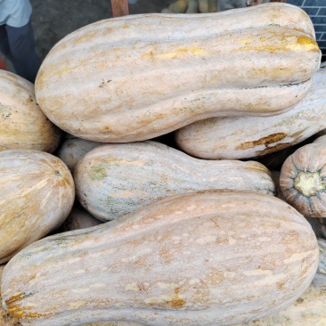 金山红大果蜜本肉厚皮硬皮色漂亮