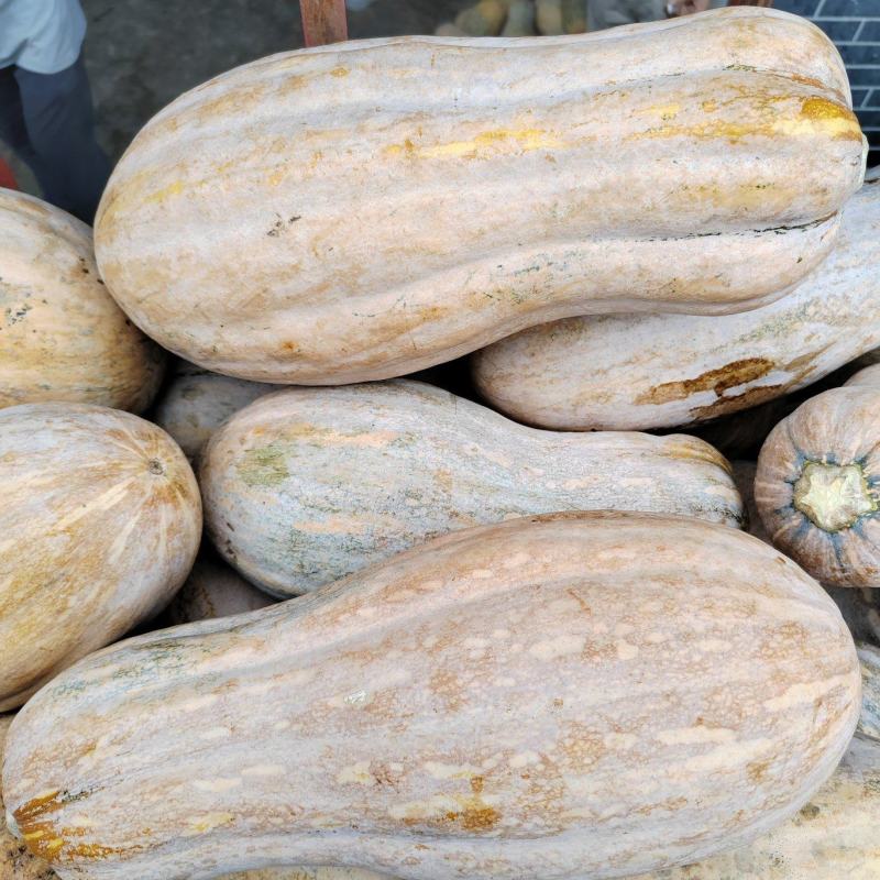 金山红大果蜜本肉厚皮硬皮色漂亮
