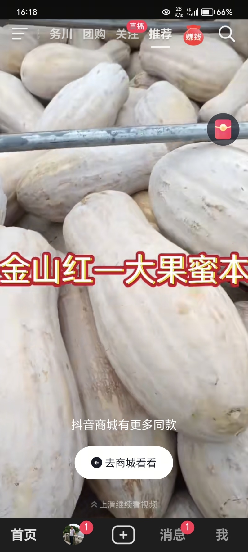 金山红大果蜜本肉厚皮硬皮色漂亮
