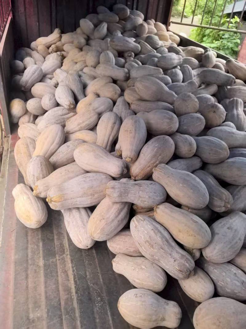 金山红大果蜜本肉厚皮硬皮色漂亮