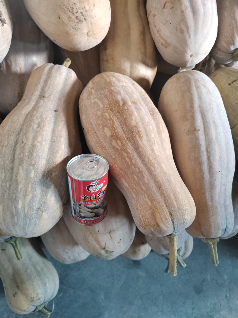 金山红大果蜜本肉厚皮硬皮色漂亮