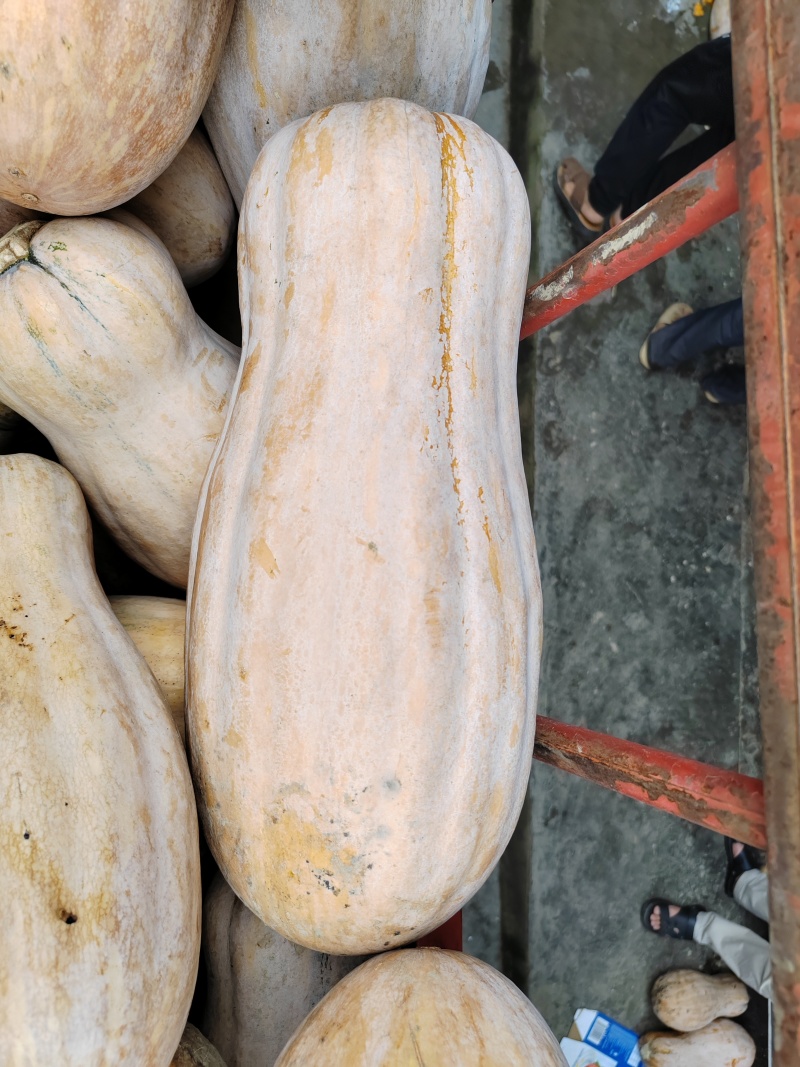 金山红大果蜜本肉厚皮硬皮色漂亮
