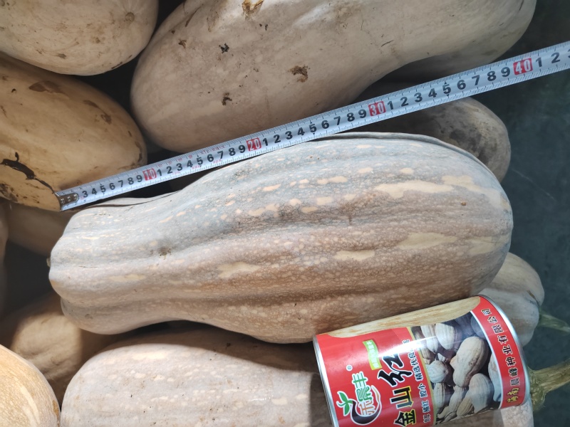 金山红大果蜜本肉厚皮硬皮色漂亮