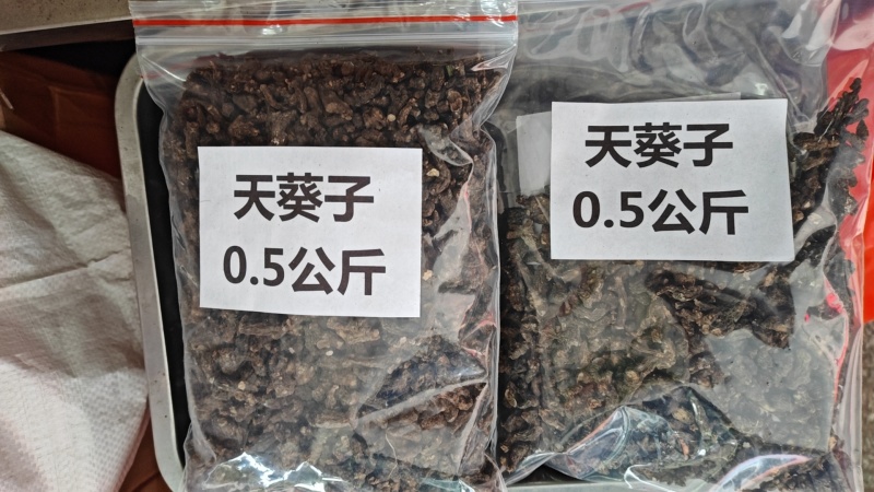 天葵子