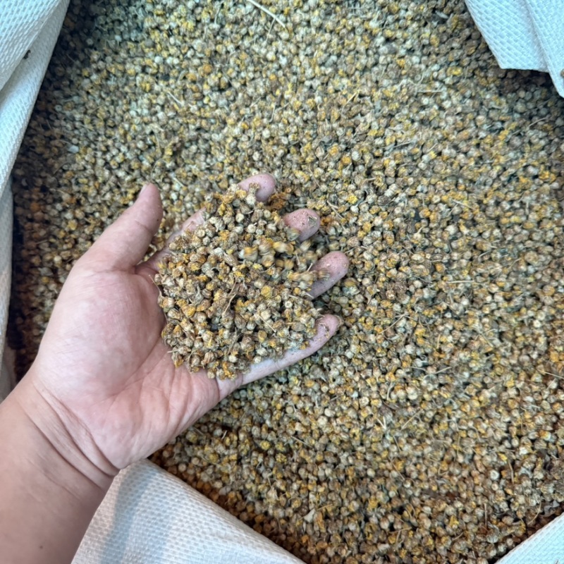 野菊花过筛选货即见即所得批发零售包邮