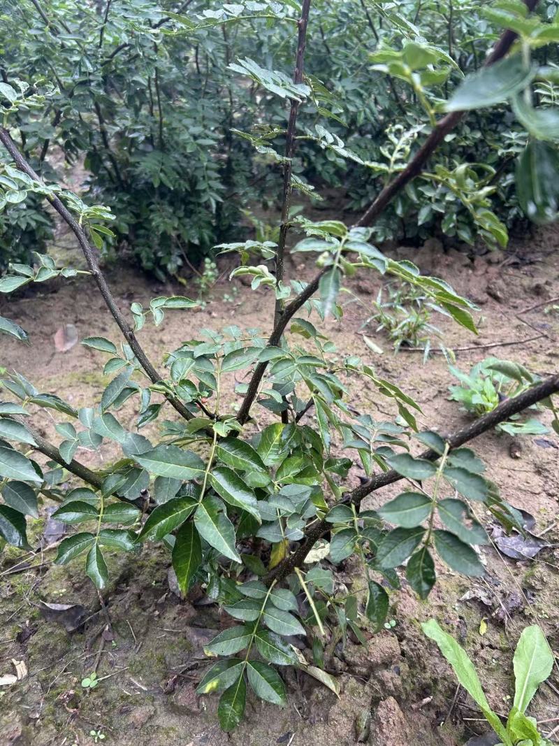 红盖大红袍花椒苗，爪子大，颗粒大，颜色鲜红，易采摘