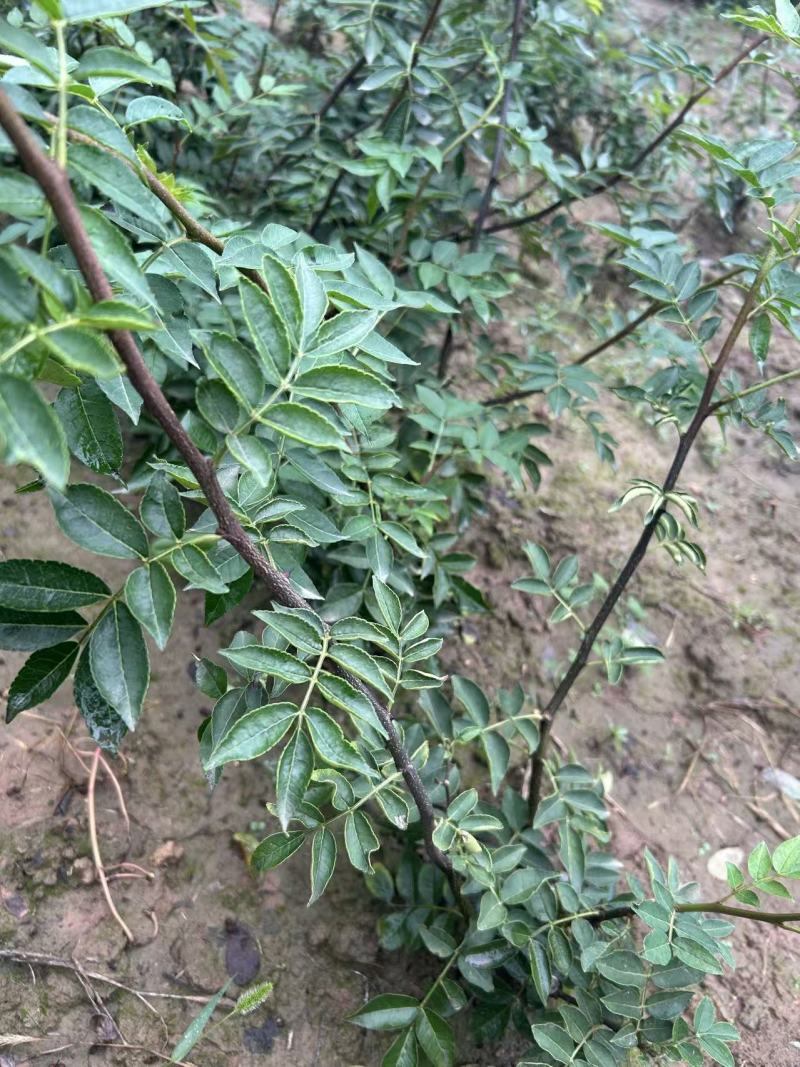 红盖大红袍花椒苗，爪子大，颗粒大，颜色鲜红，易采摘