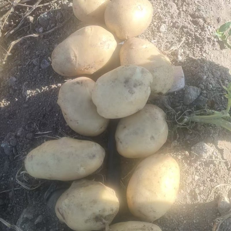 内蒙古土豆太和土豆产地直发货源充足品种齐全质量保证发全国