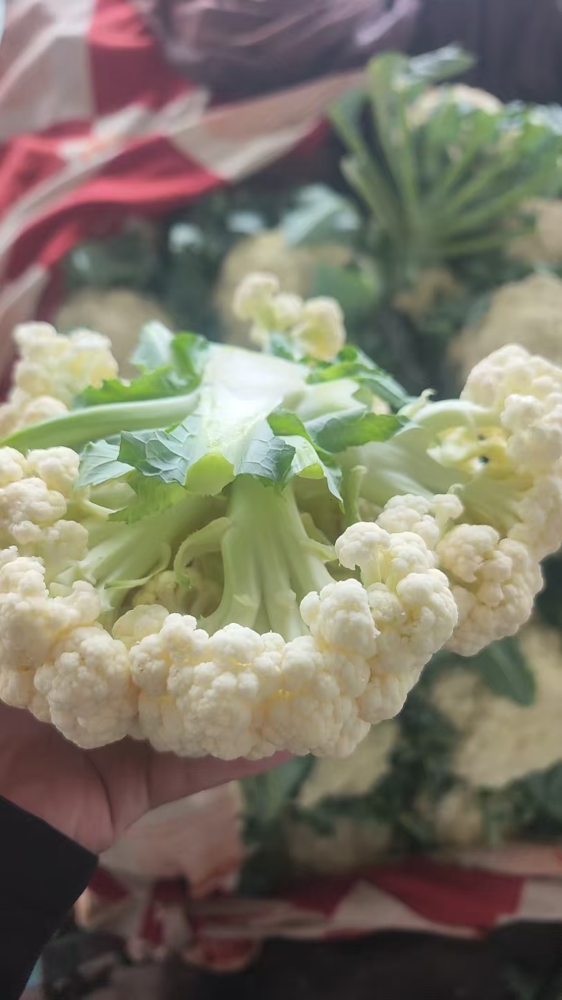 精品散花