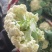 精品散花