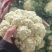 精品散花