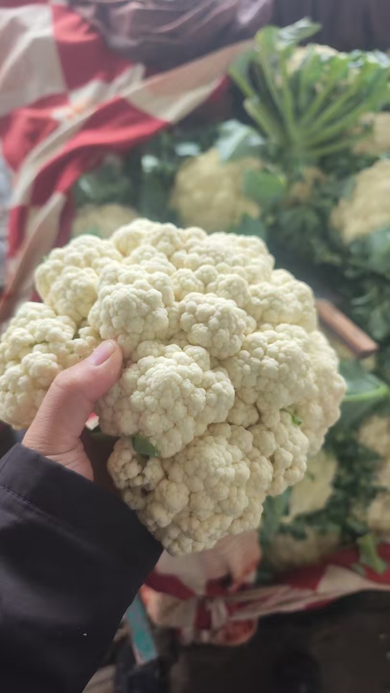 精品散花