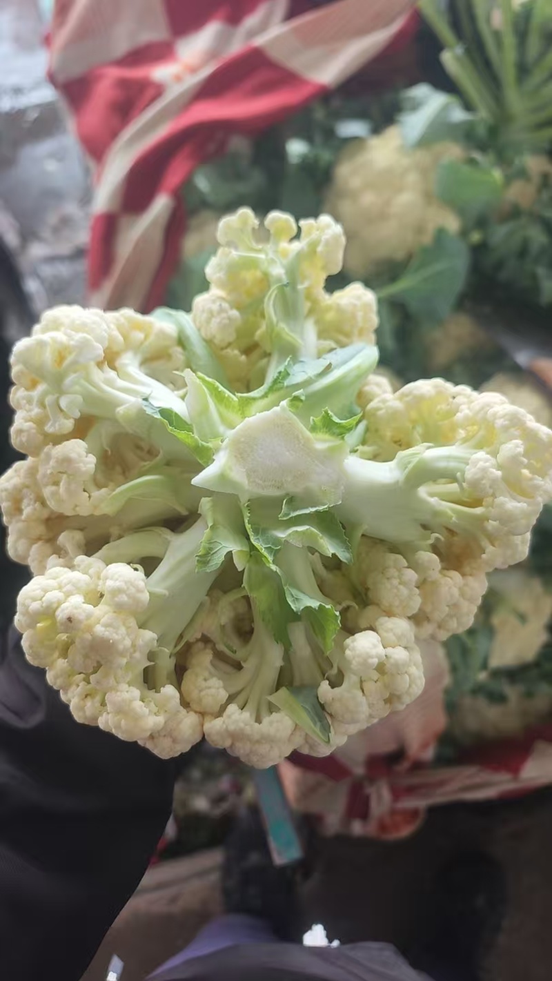 精品散花