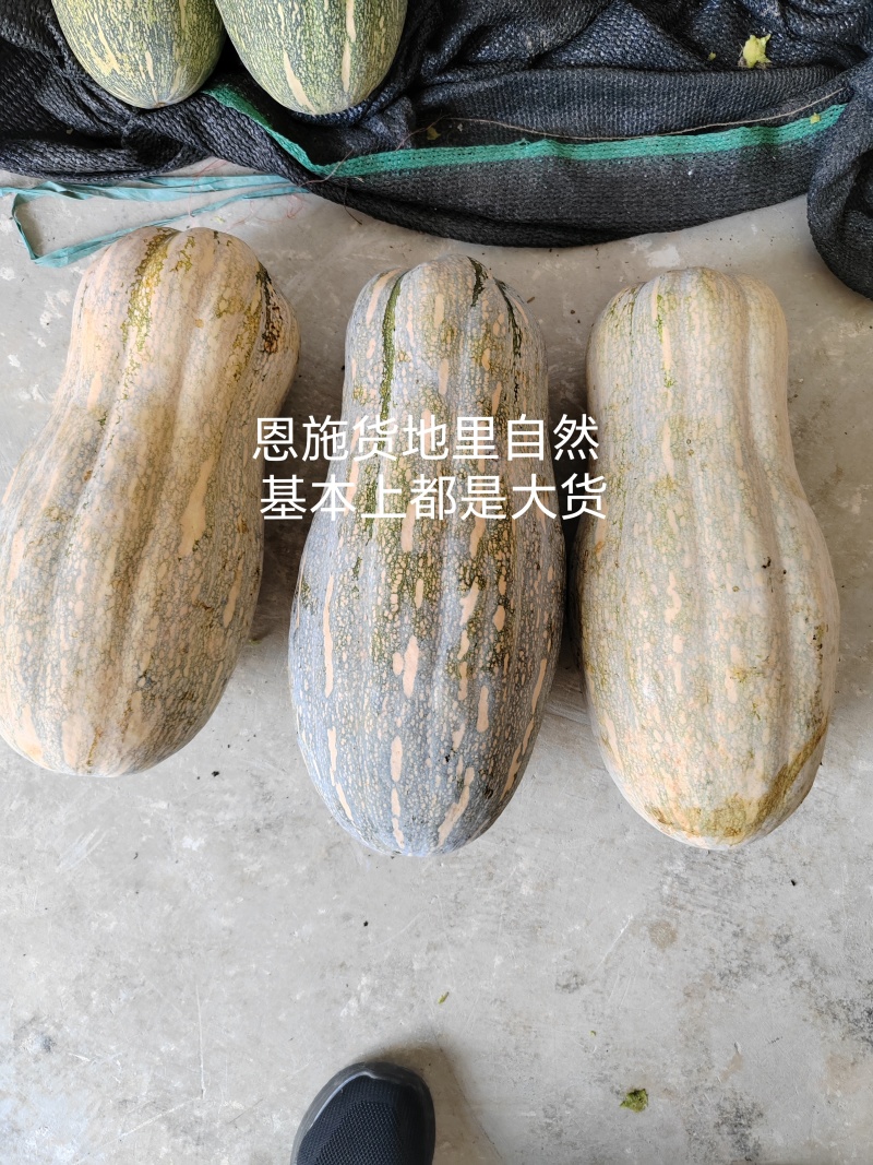 大果金山蜜本南瓜种子，沟壑明显红肉高，厂家发货，招代理