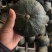 内蒙古贝贝南瓜，干粉，板栗味。