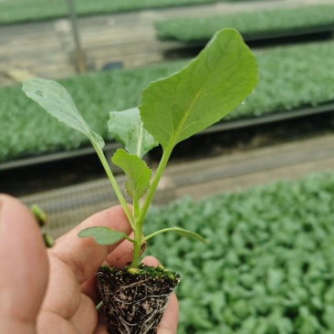 西蓝花，耐寒优秀、炎秀西蓝花苗。一手货源可提前预订