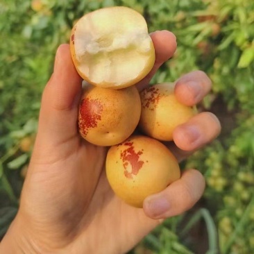 黄骅鲜冬枣