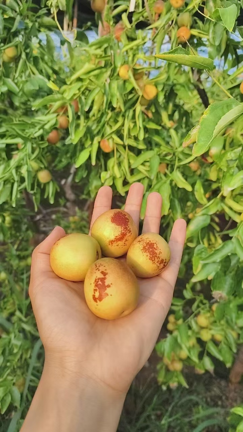 黄骅鲜冬枣
