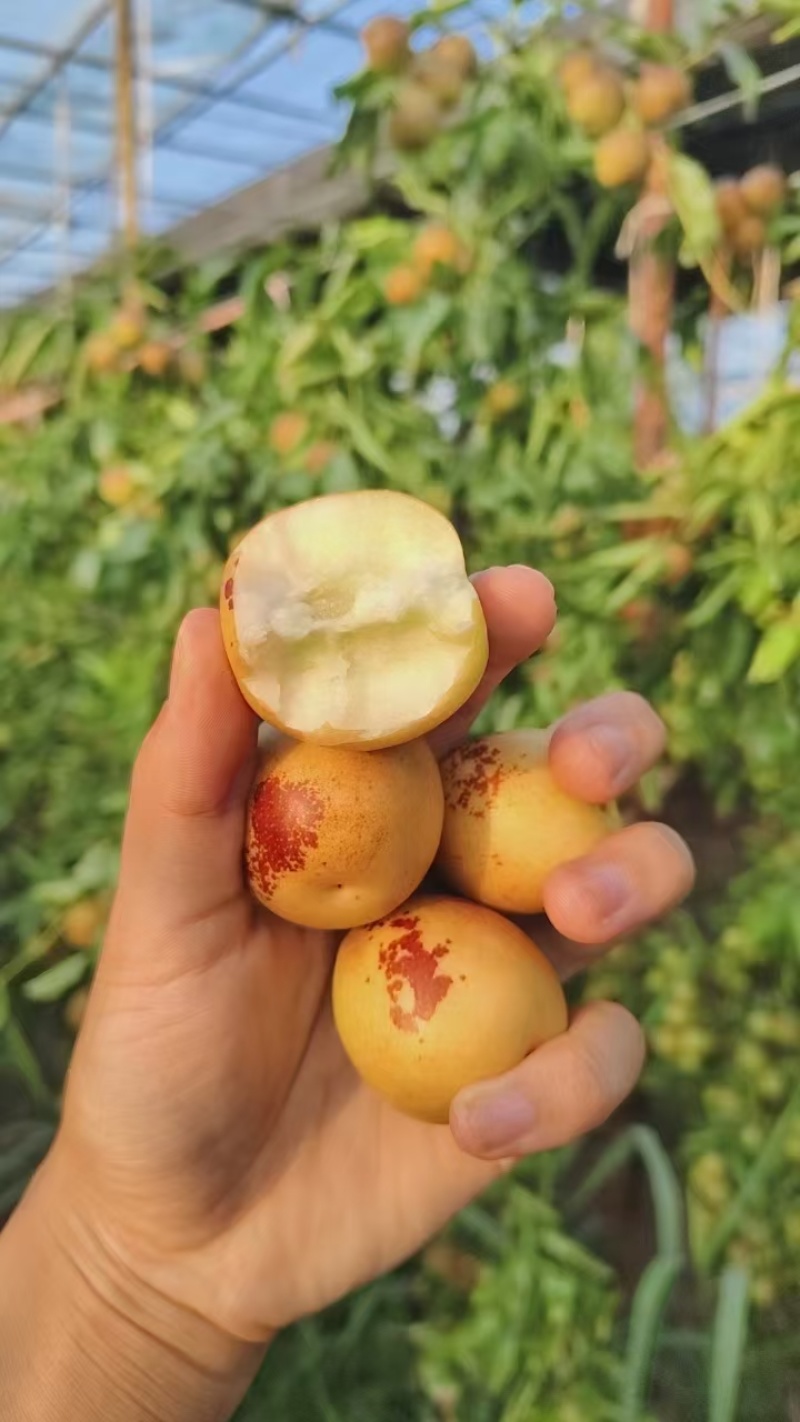 黄骅鲜冬枣