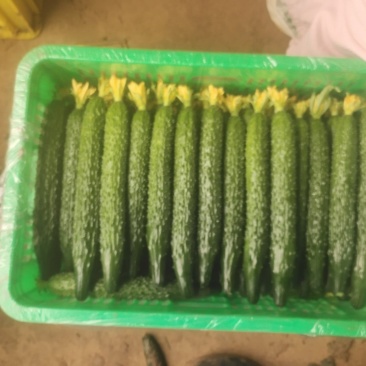 精品密刺黄瓜