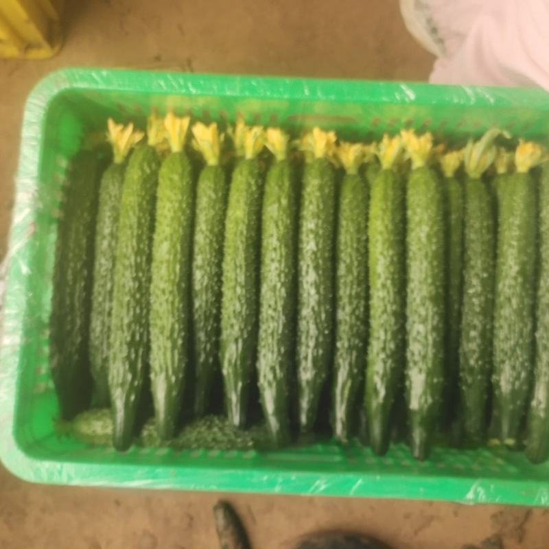 精品密刺黄瓜