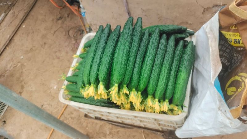 精品密刺黄瓜