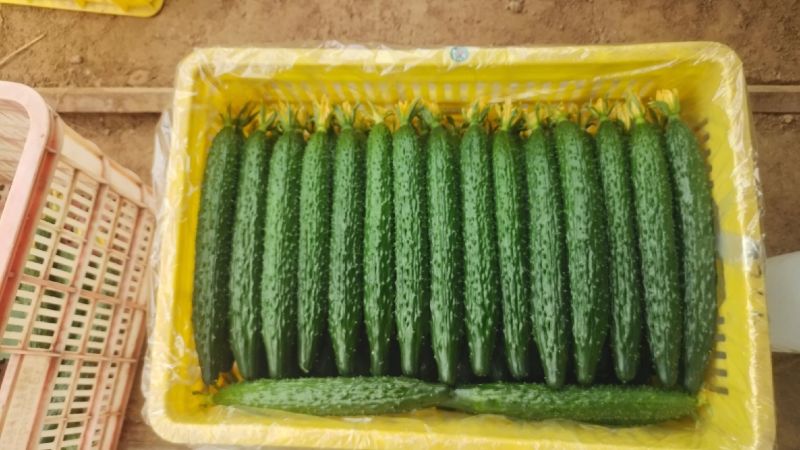 精品密刺黄瓜