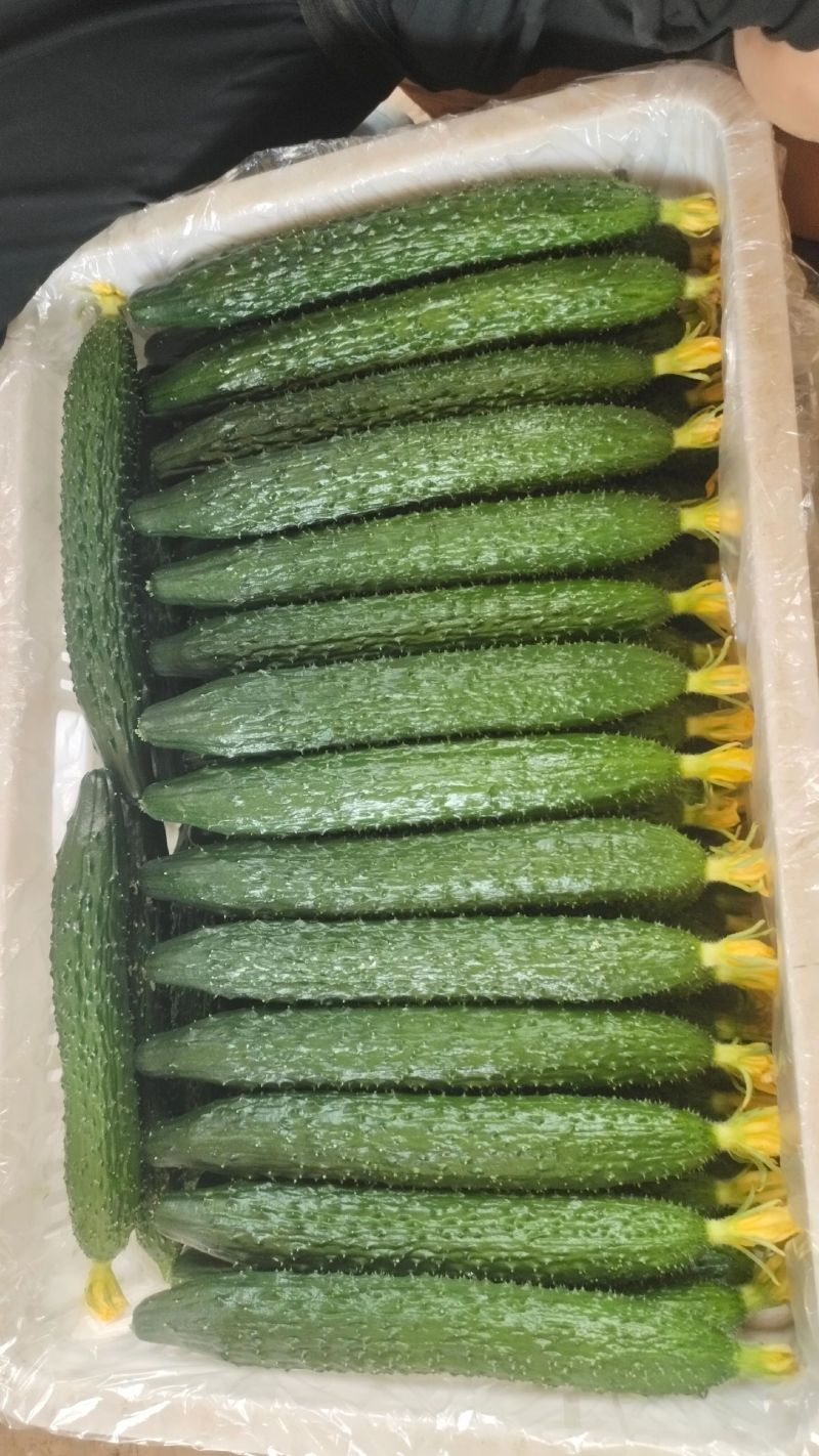 精品密刺黄瓜