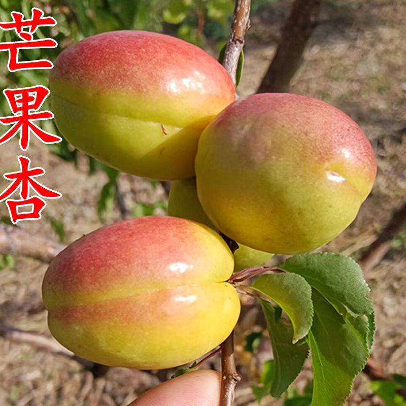 果园直发杏树苗新品种芒果油杏珍珠油杏现挖现发包品种成活