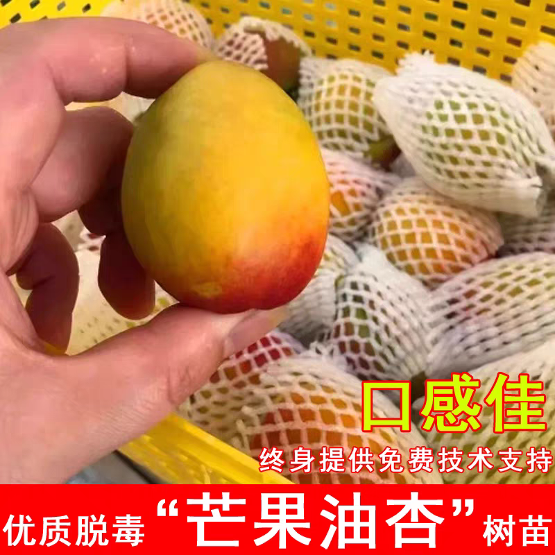 果园直发杏树苗新品种芒果油杏珍珠油杏现挖现发包品种成活