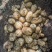 正宗昭通小草坝新鲜天麻1两起到4两通货产地直发