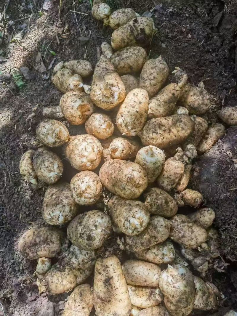 正宗昭通小草坝新鲜天麻1两起到4两通货产地直发