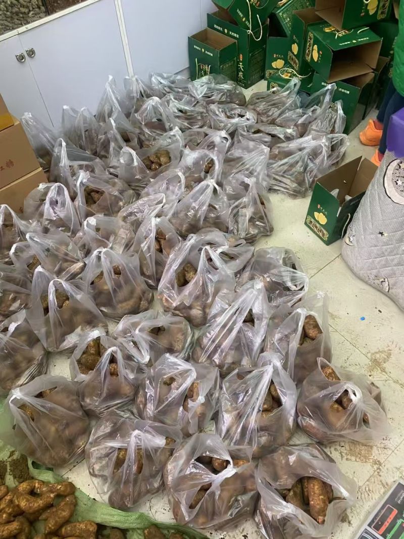 正宗昭通小草坝新鲜天麻1两起到4两通货产地直发