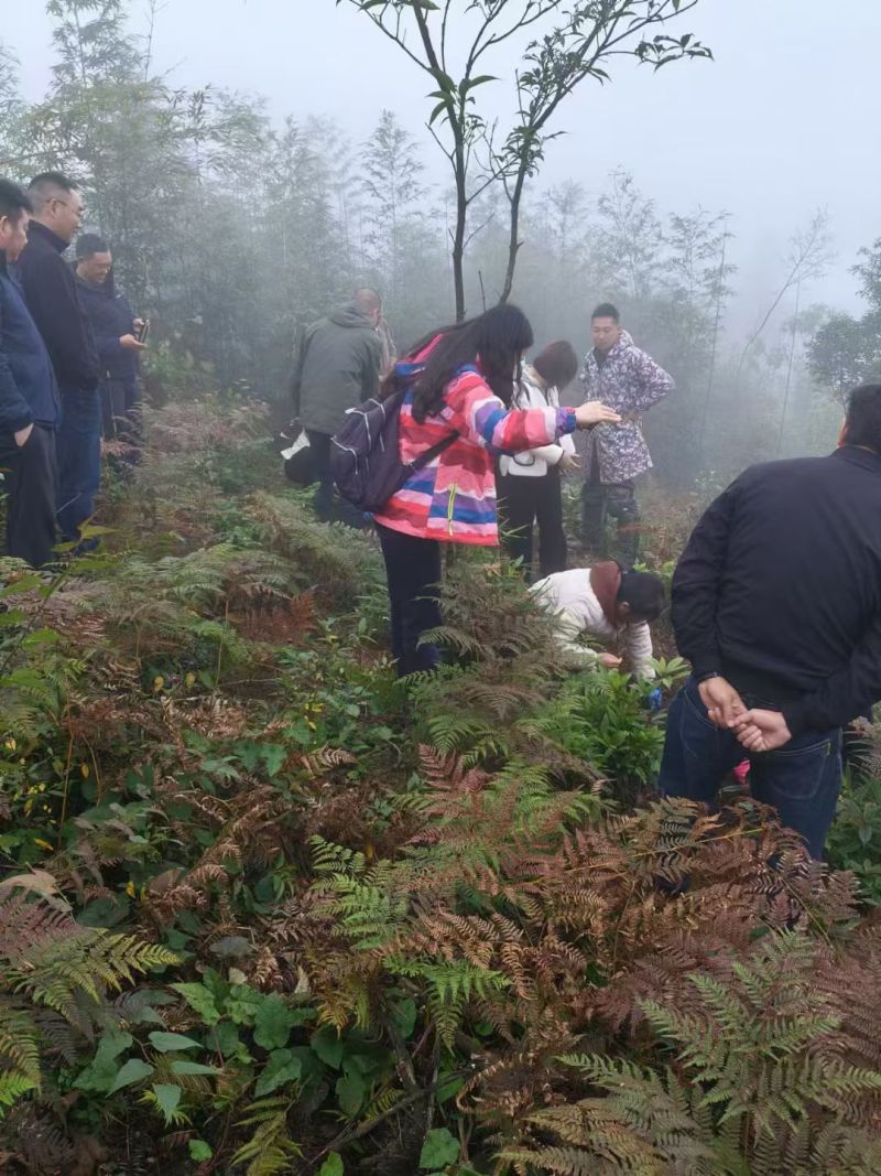 正宗昭通小草坝新鲜天麻1两起到4两通货产地直发