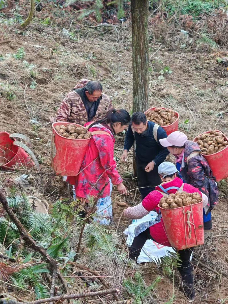 正宗昭通小草坝新鲜天麻1两起到4两通货产地直发
