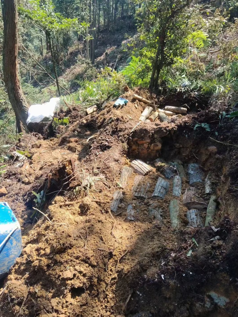 正宗昭通小草坝新鲜天麻1两起到4两通货产地直发