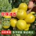 果园直发杏树苗新品种芒果油杏珍珠油杏现挖现发包品种成活