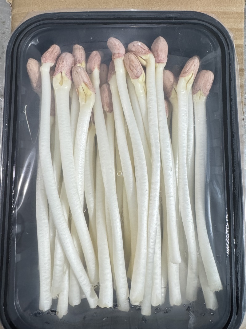 精品花生芽